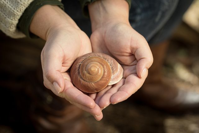 Zwei Hände halten ein spiralförmiges Schneckenhaus