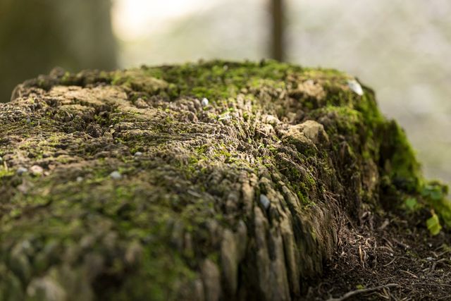Moosbewachsener Baumstumpf im Wald